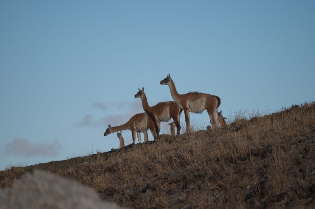 Guanachi (Lama guanicoe)