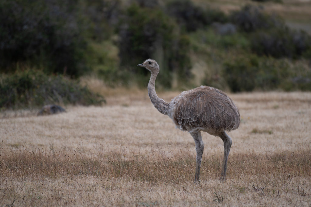 Nandù comune (Rhea americana) - Torres del Paine