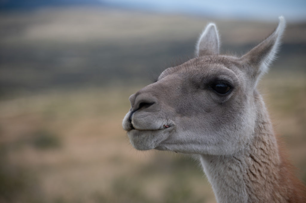 Guanaco (Lama guanicoe) - Torres del Paine