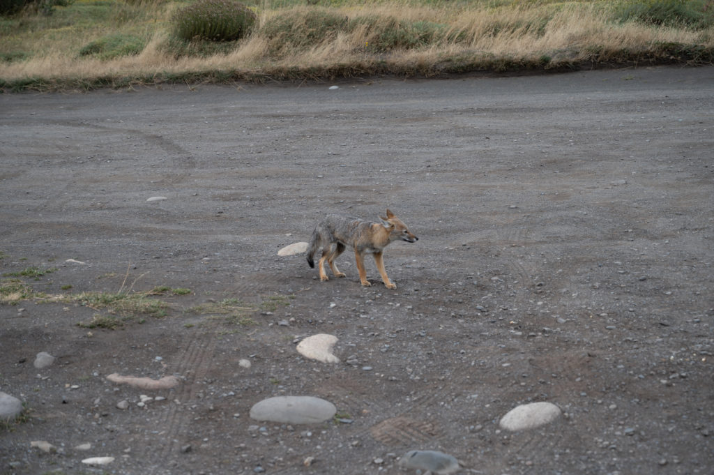 Culpeo patagonico (Lycalopex culpaeus magellanicus) - Torres del Paine