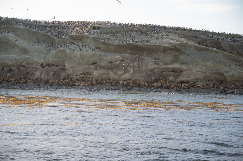 Cormorani di Magellano (Phalacrocorax magellanicus) - Leoni marini (Otaria flavescens) - Isla Marta