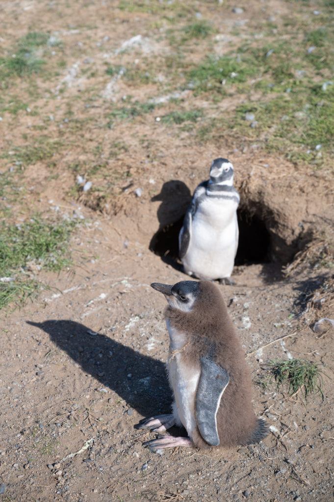 Pinguini di Magellano (Spheniscus magellanicus) - Isla Magdalena