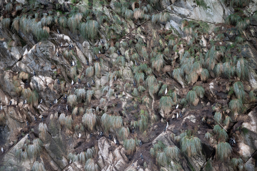 Cormorani di Magellano (Phalacrocorax magellanicus)