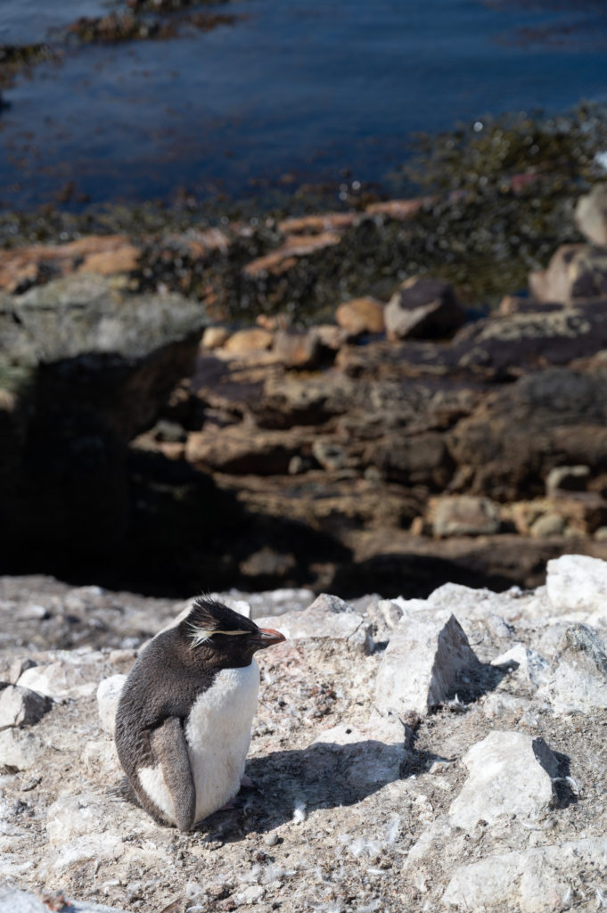 Pinguino saltarocce - Southern rockhopper penguin (Eudyptes chrysocome) - White Rock