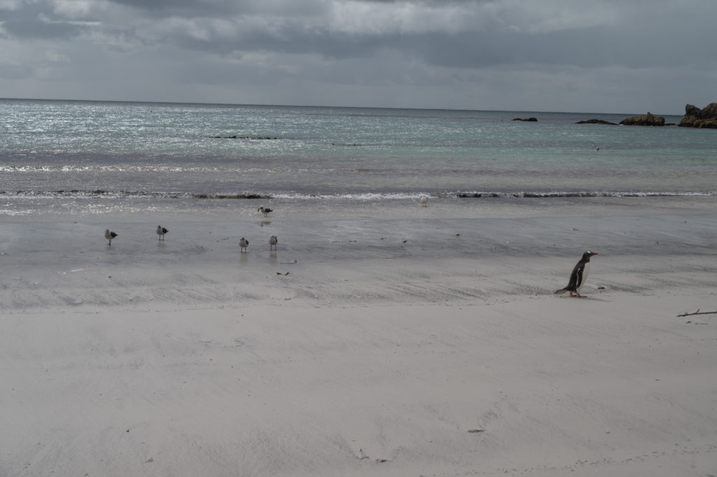 Cape Tamar - Pebble Island