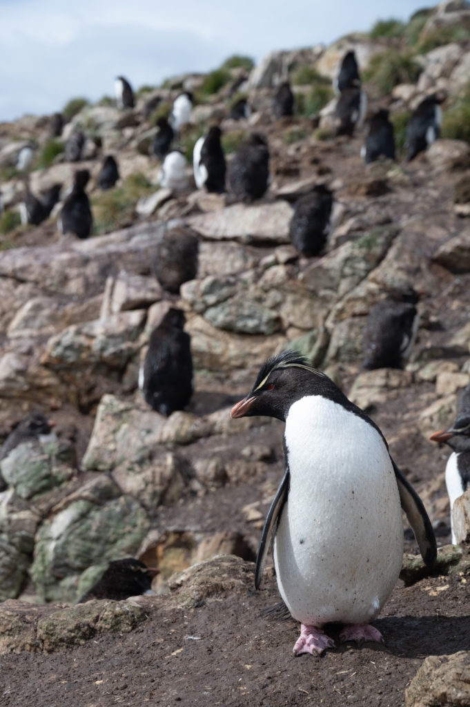 Pinguini salta saltarocce - Southern rockhopper penguin (Eudyptes chrysocome) - Pebble Island