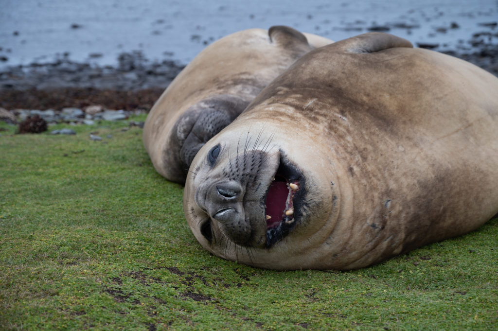 Elefanti marini del Sud (Mirounga leonina) - Kale Point - East Falkland