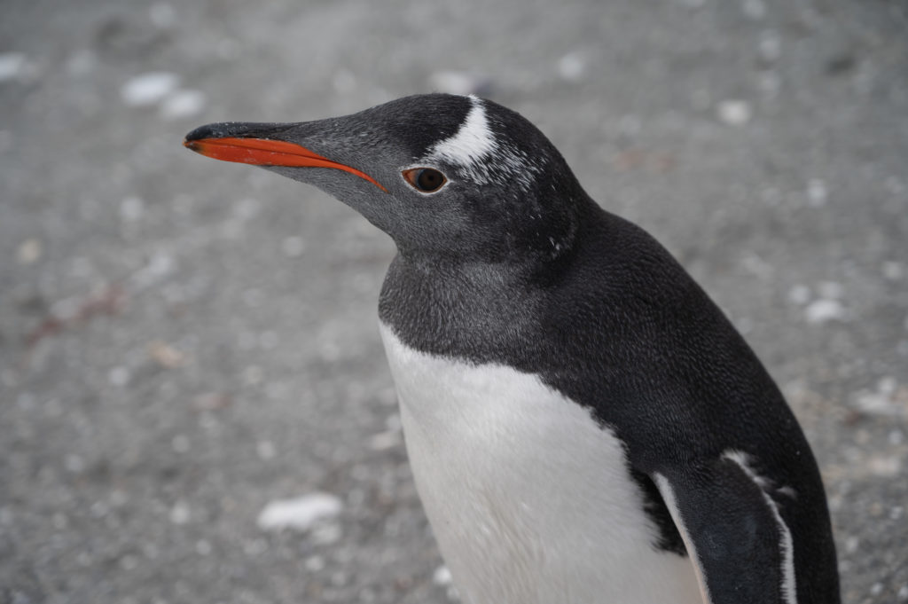 Pinguino papus - Gentoo penguin (Pygoscelis papua) - Whale Point - East Falkland