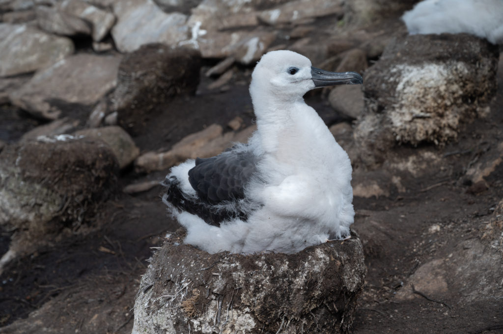 Albatros sopracciglio nero - Black-browed albatross (Thalassarche melanophrys)